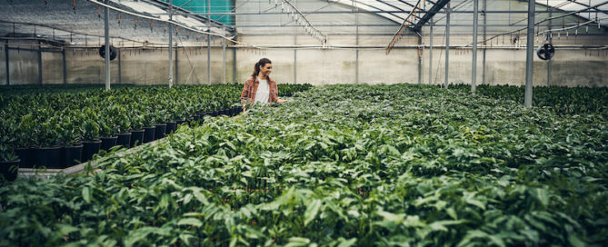 woman working in greenhouse
