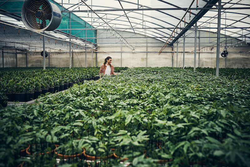 woman working in greenhouse