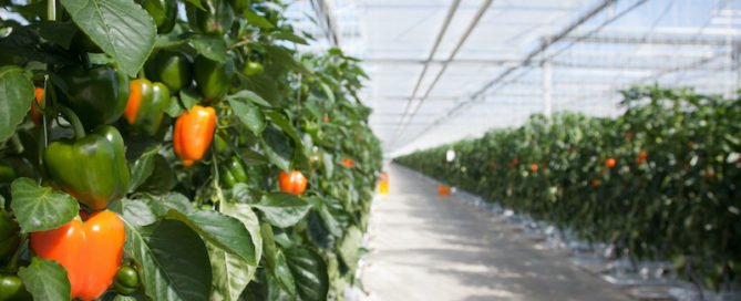 Peppers growing in an indoor greenhouse